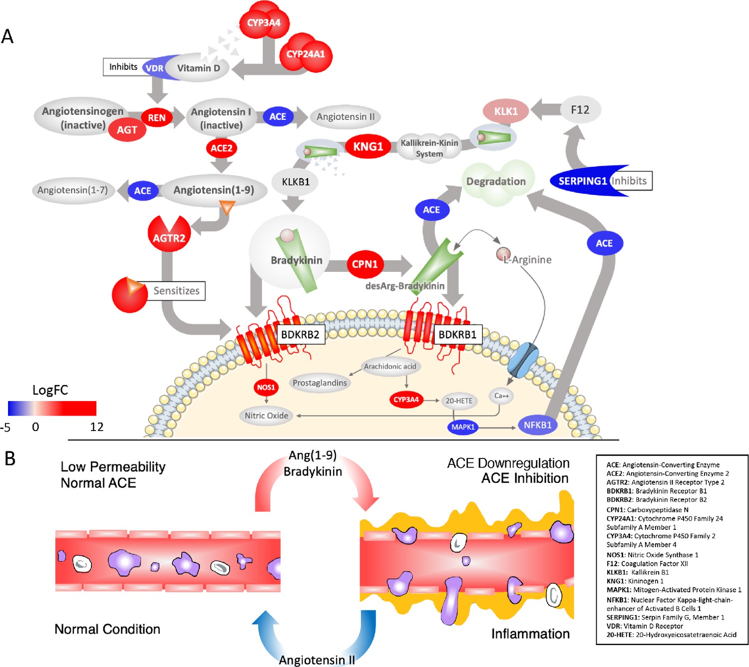 A mechanistic model and therapeutic interventions for COVID-19 