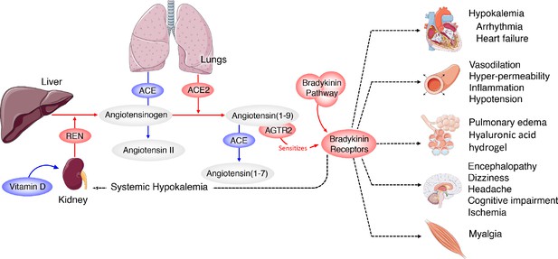 Figures and data in A mechanistic model and therapeutic interventions ...