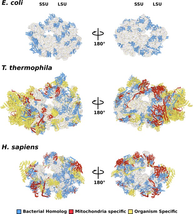 Figures and data in Ciliate mitoribosome illuminates evolutionary steps ...