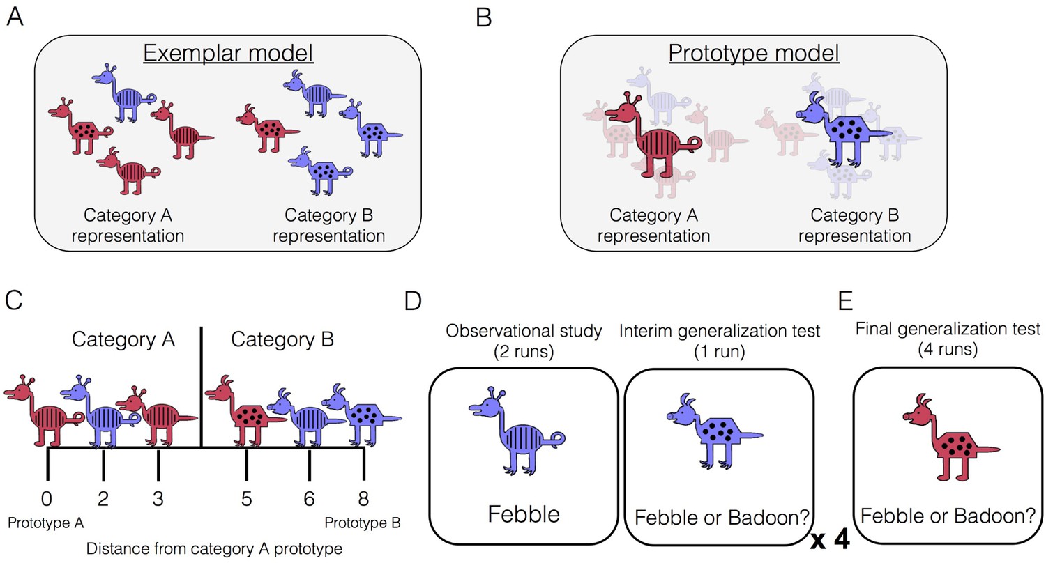 Tracking prototype and exemplar representations in the brain