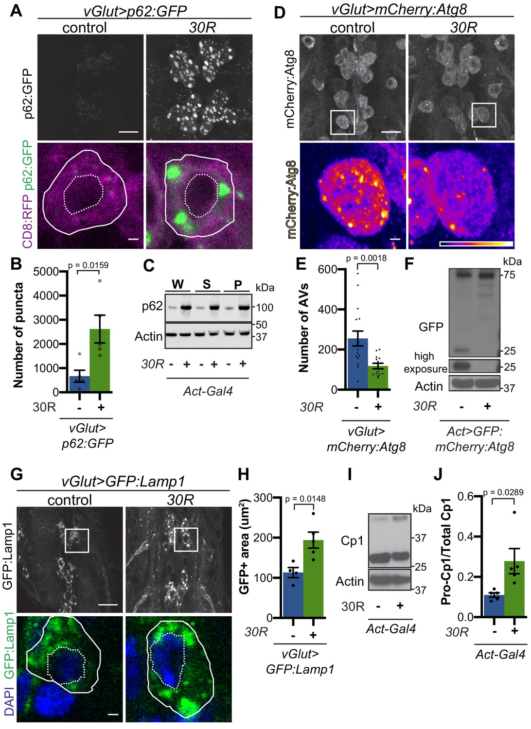 TFEB/Mitf links impaired nuclear import to autophagolysosomal 