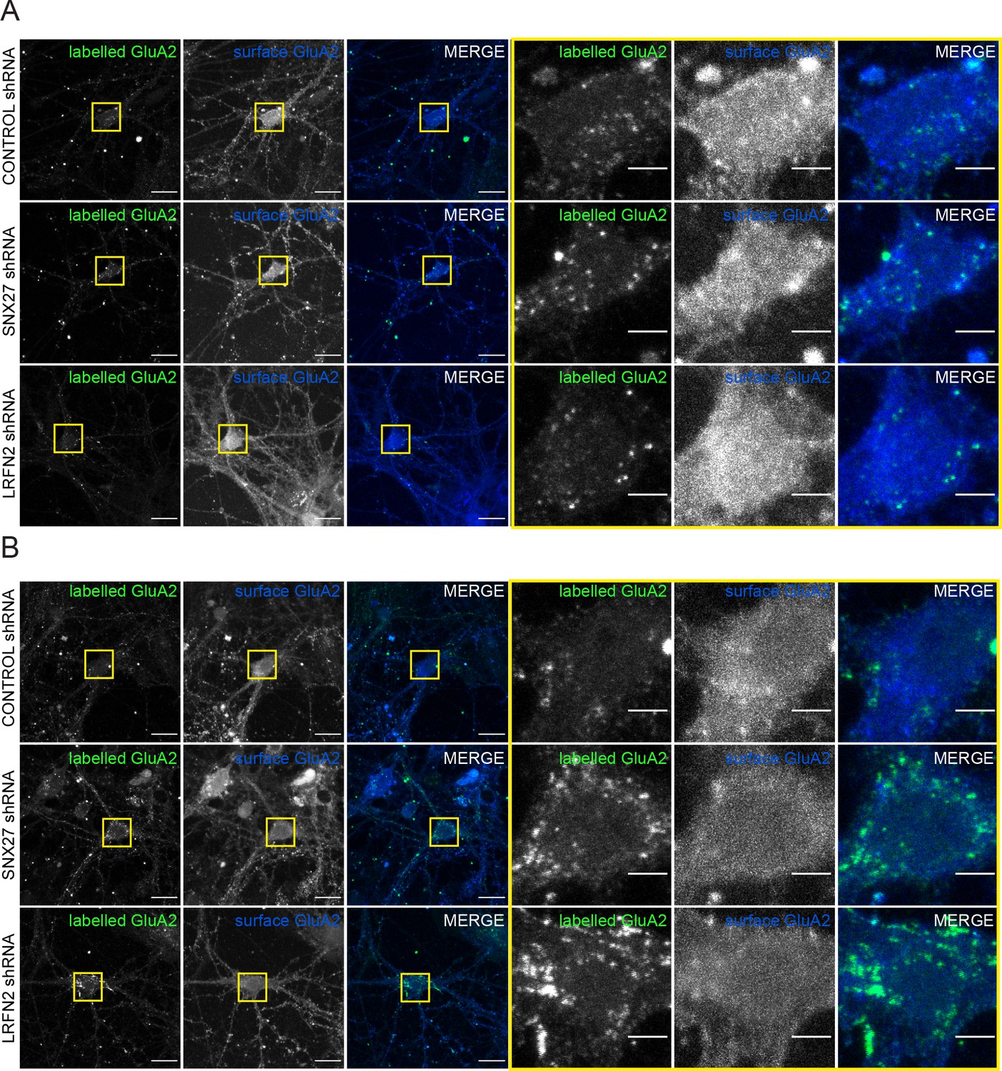 Figures And Data In Sorting Nexin Regulates Ampa Receptor