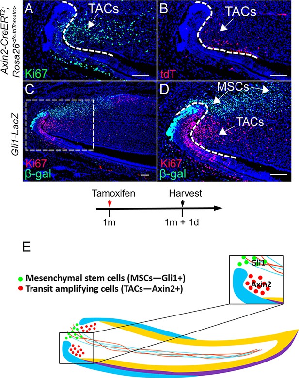 Reciprocal Interaction Between Mesenchymal Stem Cells And Transit ...