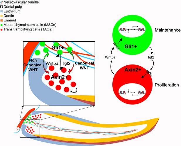 Reciprocal Interaction Between Mesenchymal Stem Cells And Transit ...