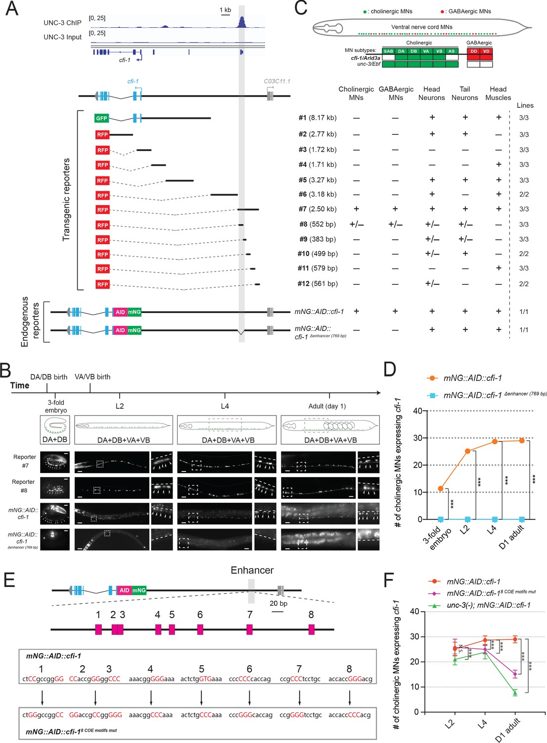 Establishment and maintenance of motor neuron identity via temporal ...