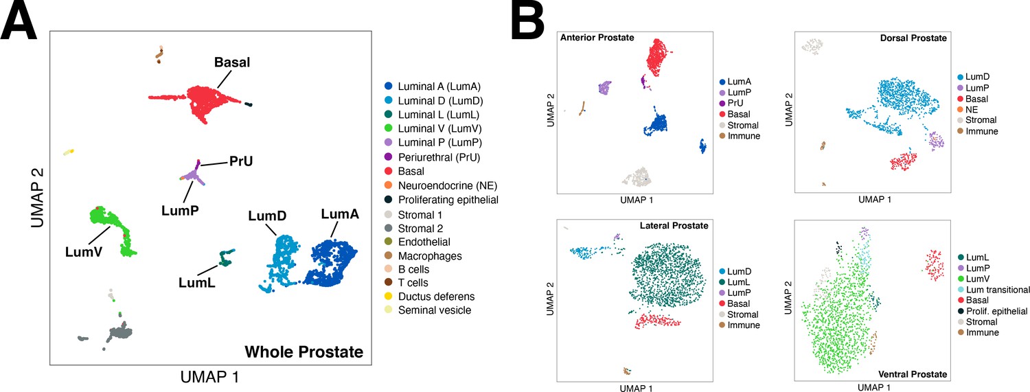 Figures and data in A single-cell atlas of the mouse and human prostate ...