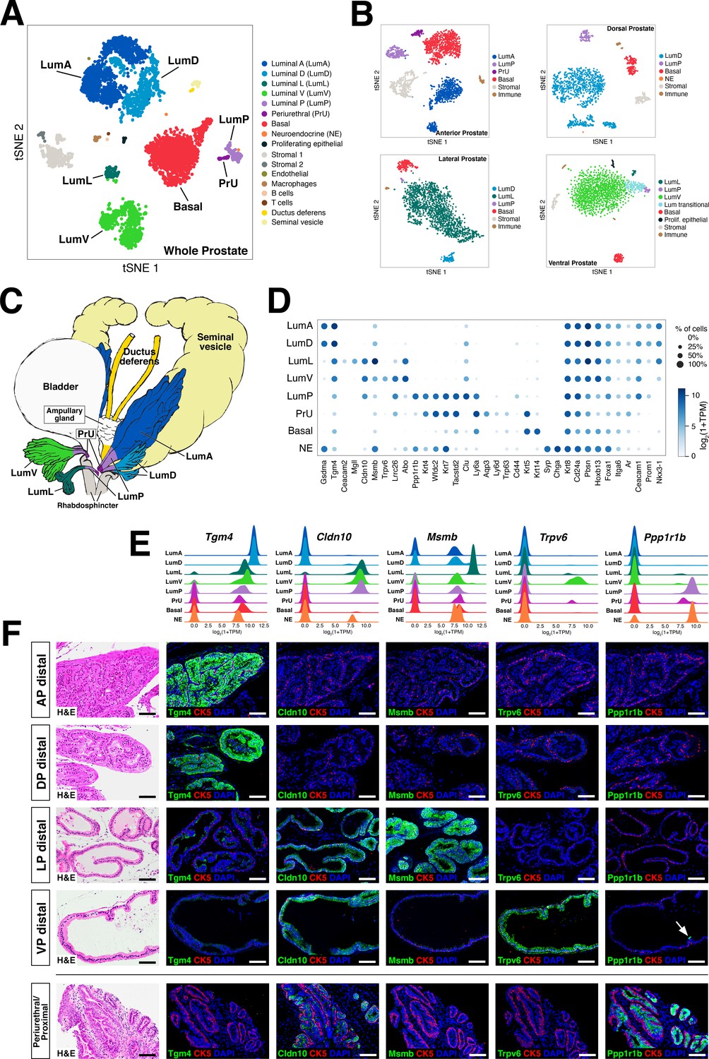 A Single-cell Atlas Of The Mouse And Human Prostate Reveals ...