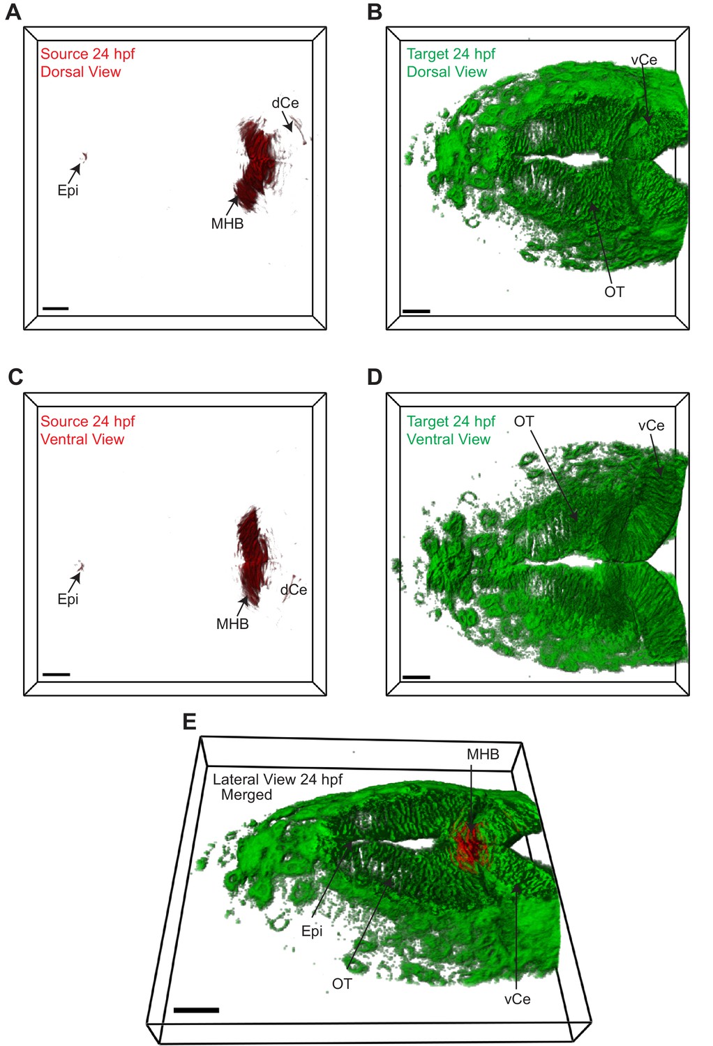 RecombiMAb human IgG4 (S228P) isotype control, anti-hen egg