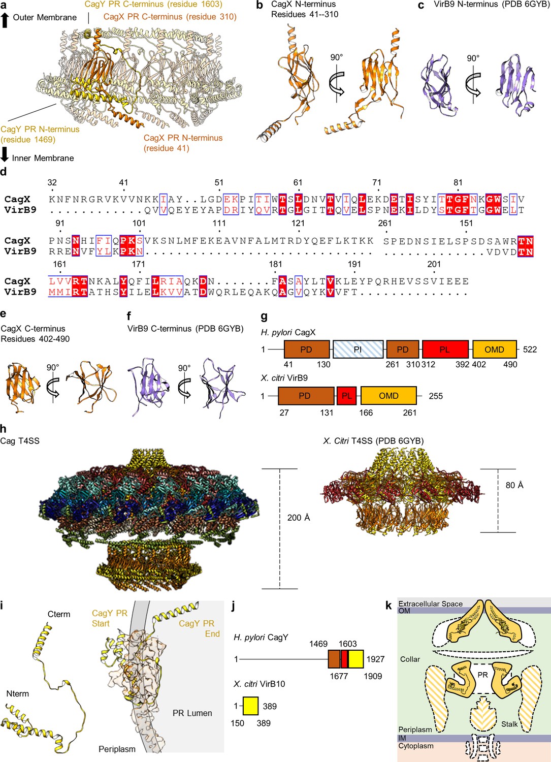 Cryo-EM structure of a type IV secretion system