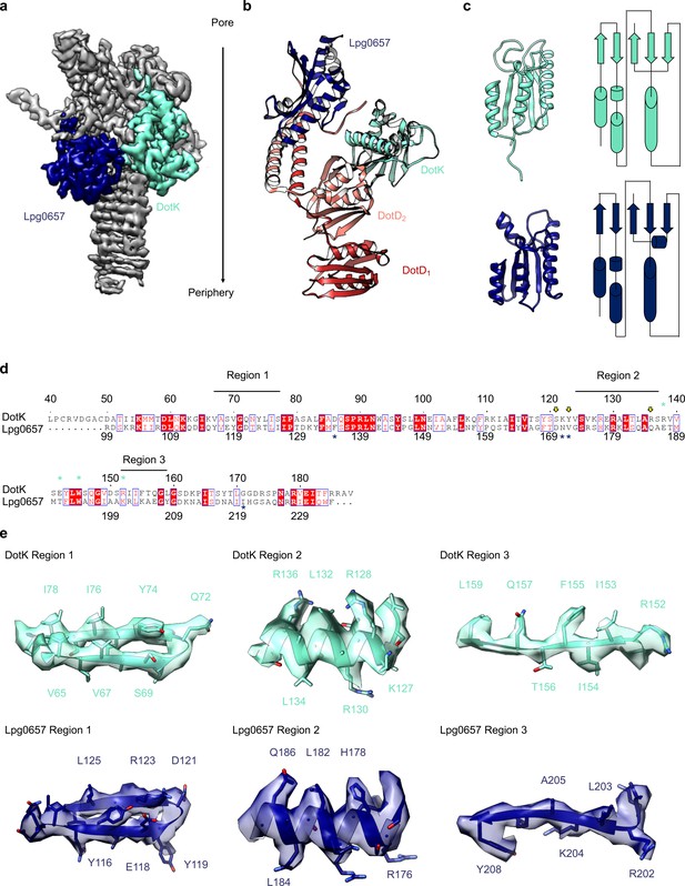 Figures and data in Structural analysis of the Legionella pneumophila ...