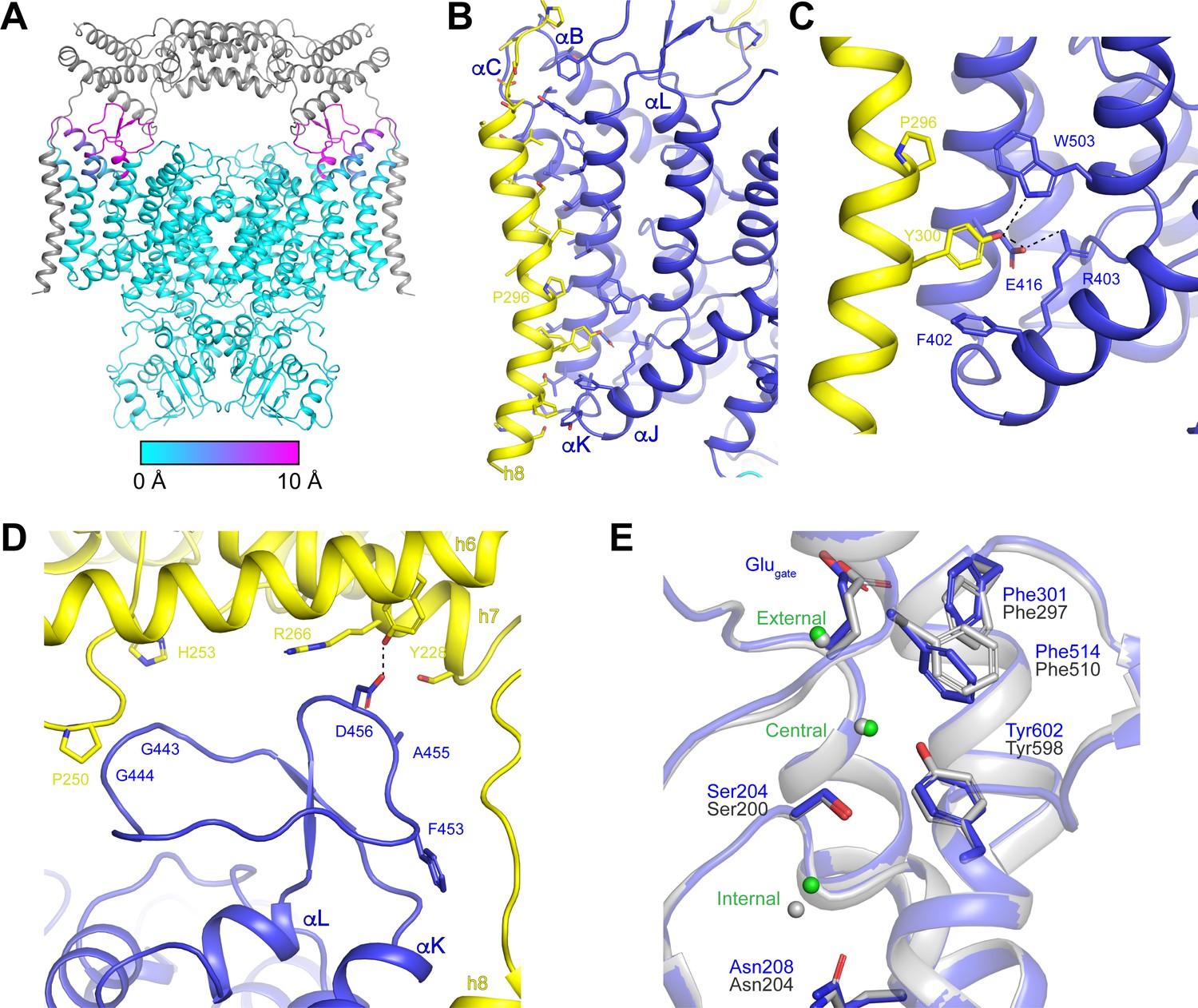 Figures and data in Cryo-EM structure of the lysosomal chloride-proton ...