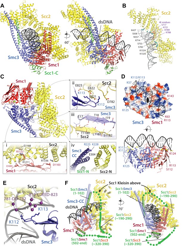 Figures and data in Transport of DNA within cohesin involves clamping ...