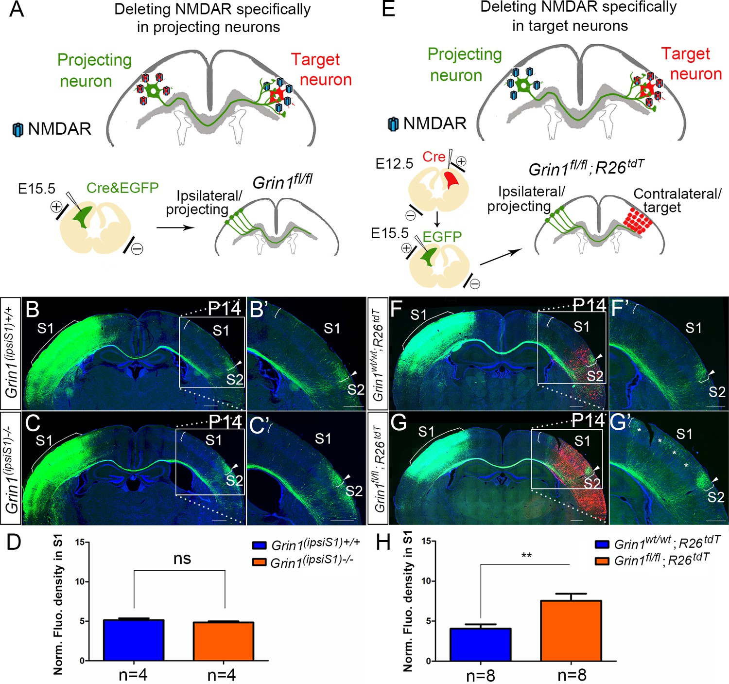 Nmda Receptors Control Development Of Somatosensory Callosal Axonal Projections Elife 4867