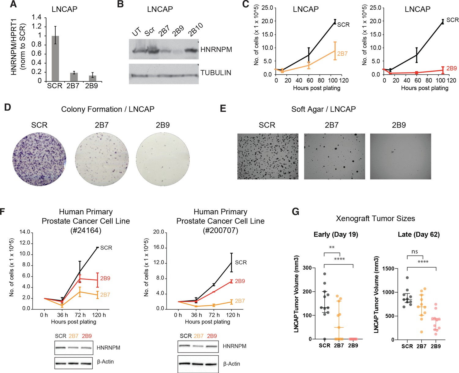 HNRNPM controls circRNA biogenesis and splicing fidelity to