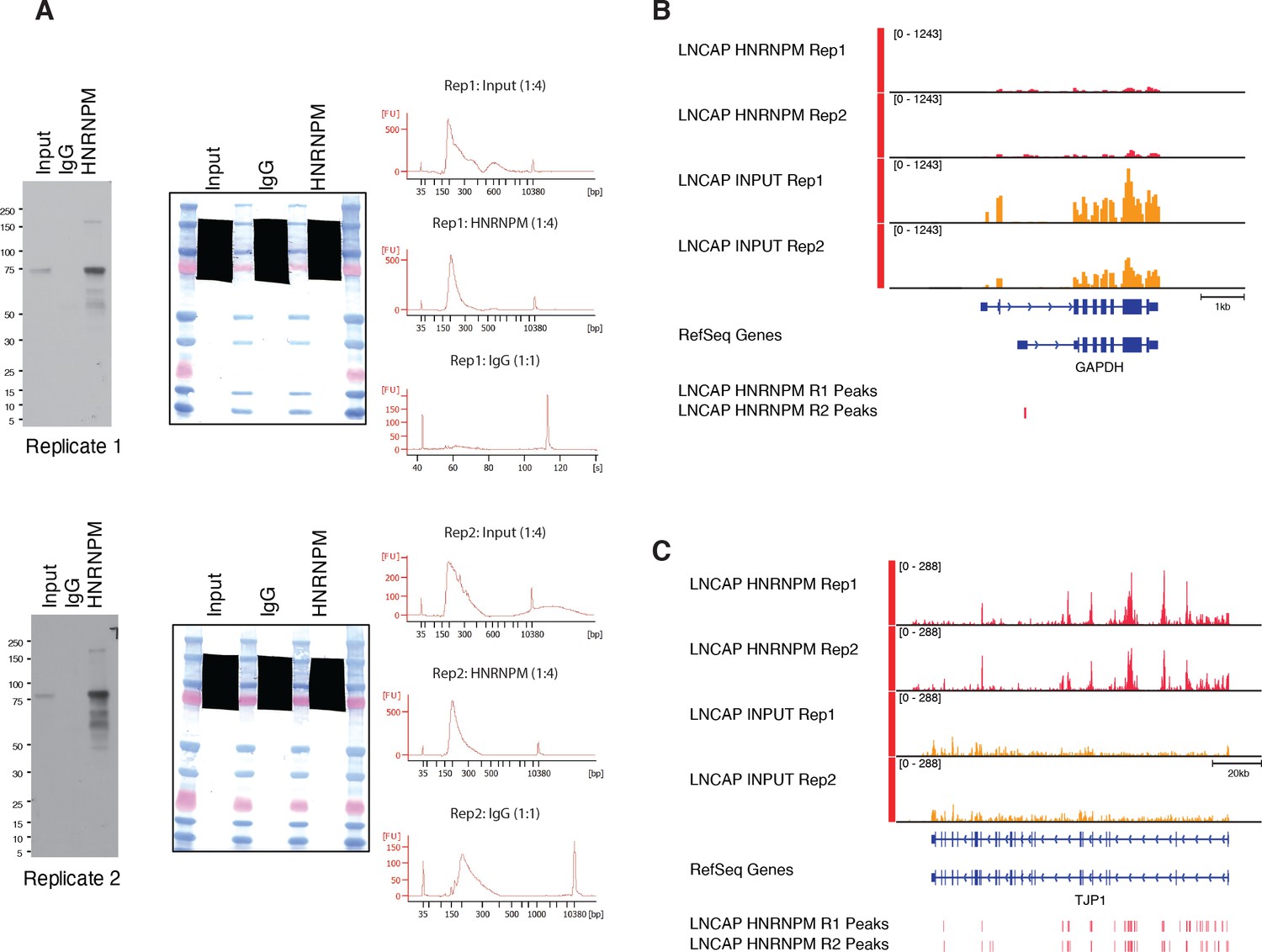 Figures and data in HNRNPM controls circRNA biogenesis and splicing ...