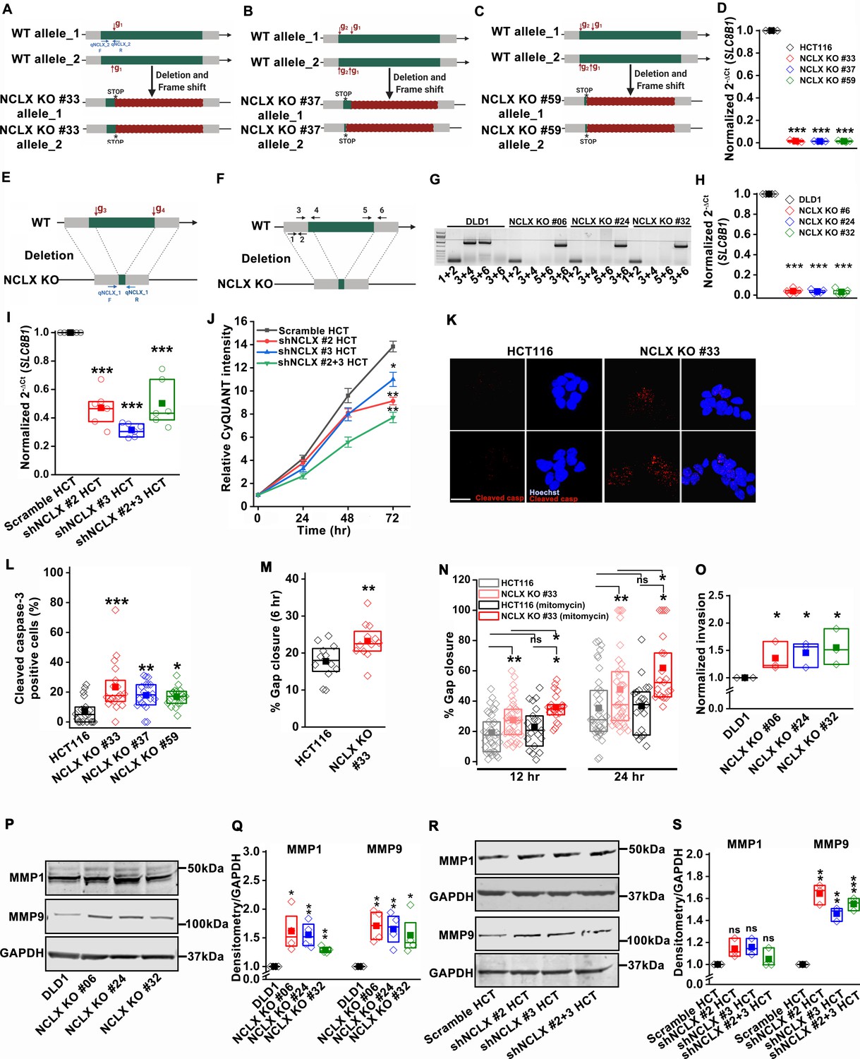 Dichotomous Role Of The Human Mitochondrial Na Ca2 Li Exchanger Nclx In Colorectal Cancer Growth And Metastasis Elife