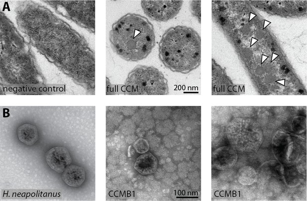 Functional reconstitution of a bacterial CO2 concentrating mechanism in ...