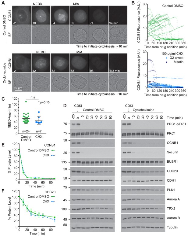 Ordered dephosphorylation initiated by the selective proteolysis of ... Biology Diagrams