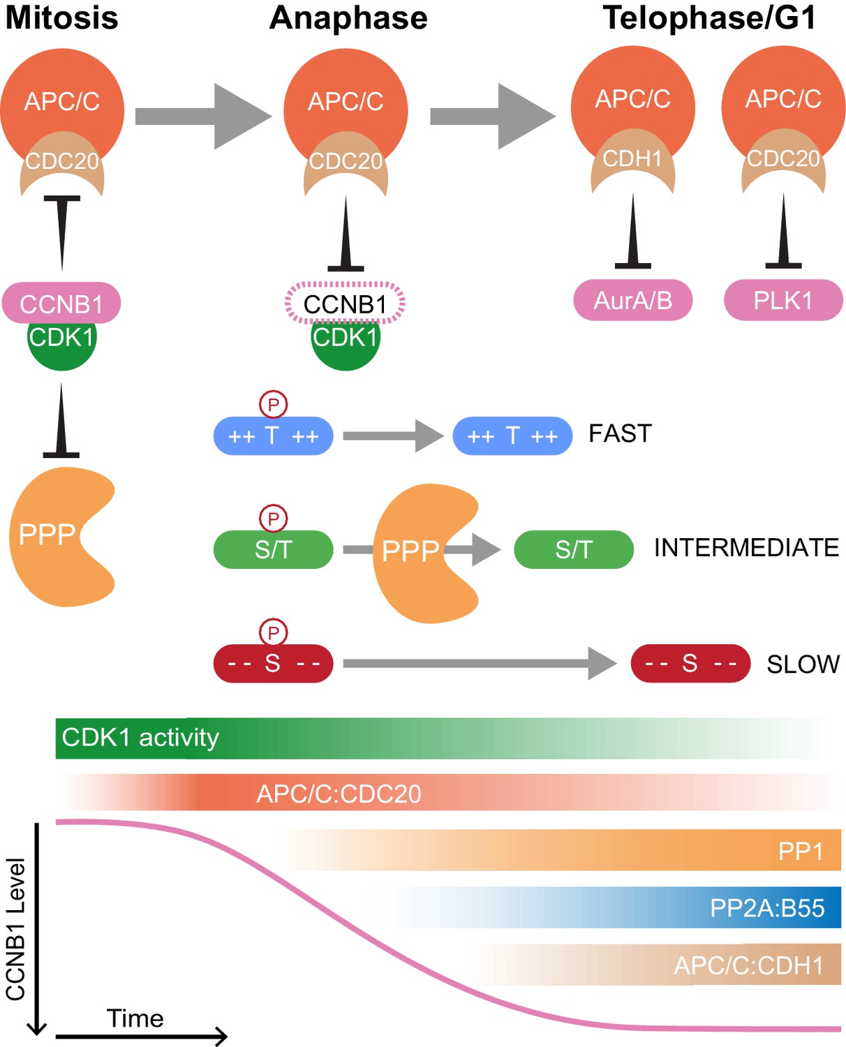 Figures And Data In Ordered Dephosphorylation Initiated By The ...