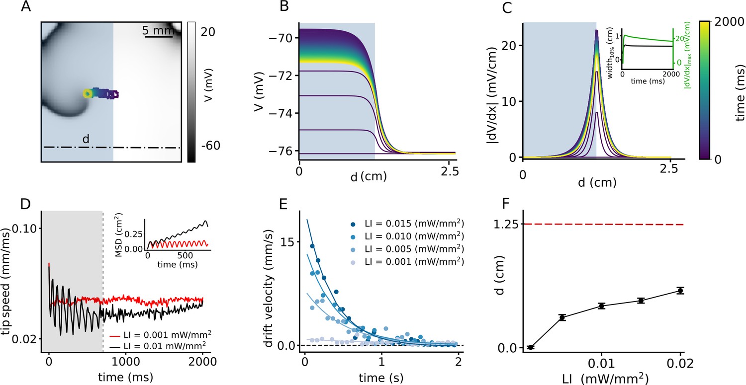 Drift and termination of spiral waves in optogenetically modified ...