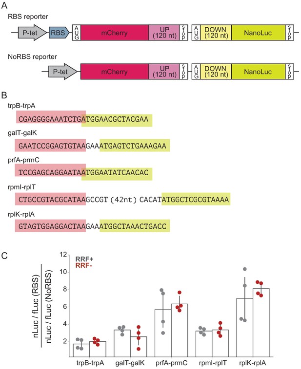 Figures and data in Ribosome recycling is not critical for ...