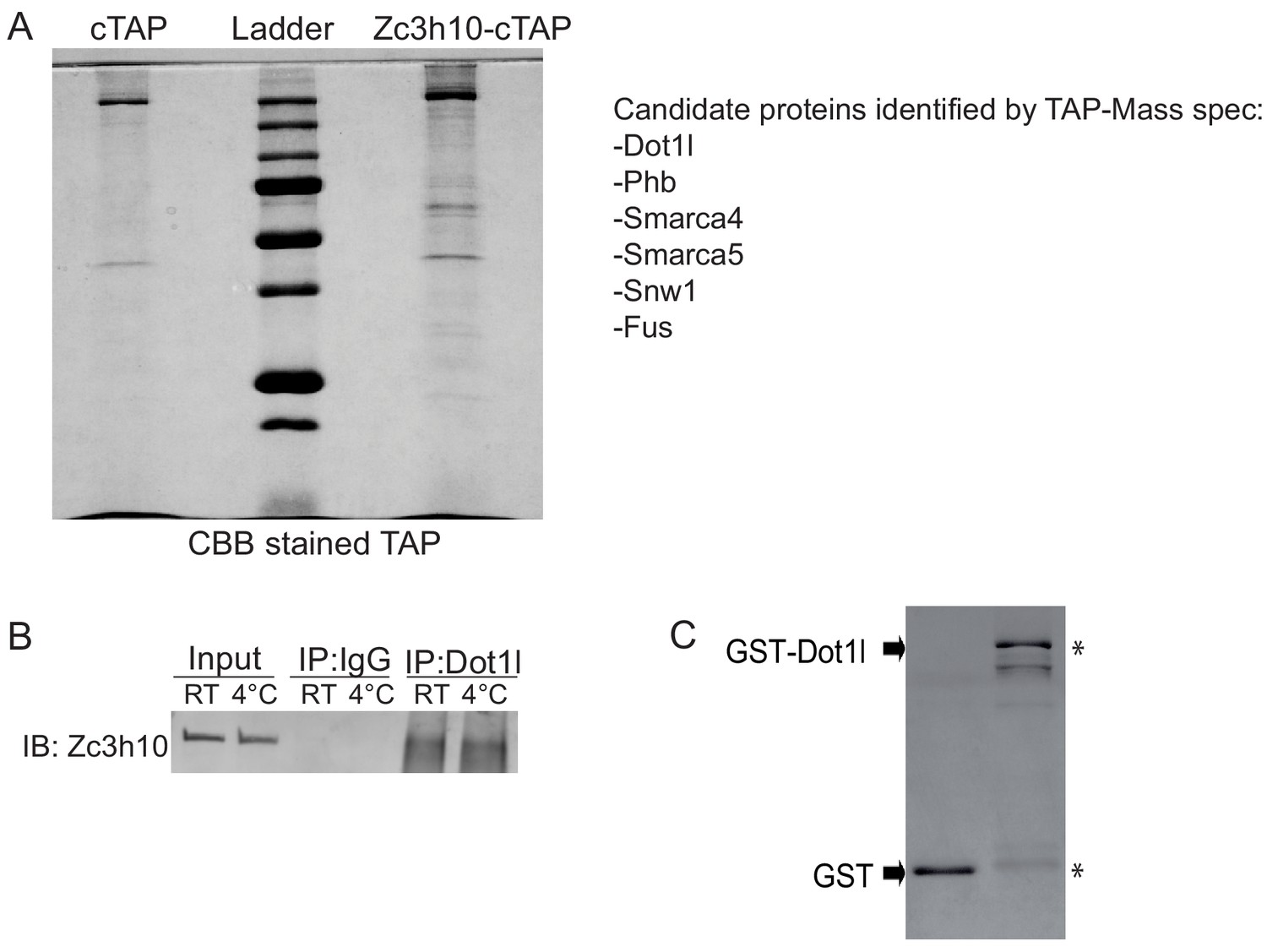 Dot1l interacts with Zc3h10 to activate Ucp1 and other