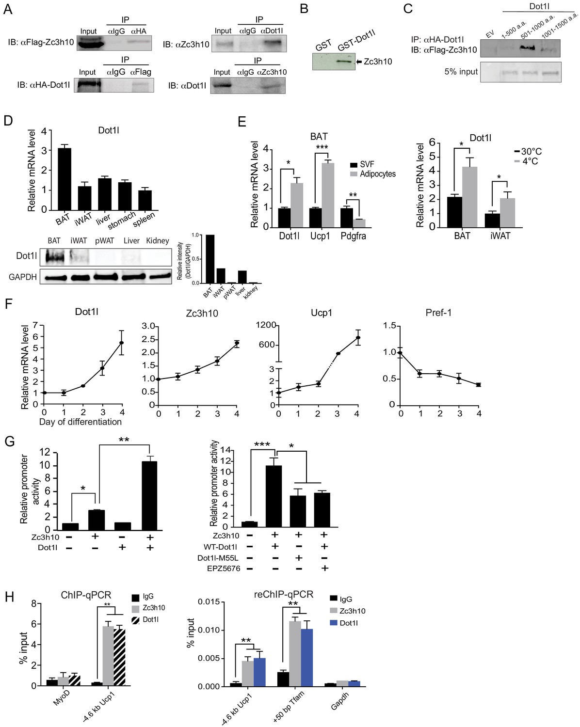 Dot1l interacts with Zc3h10 to activate Ucp1 and other
