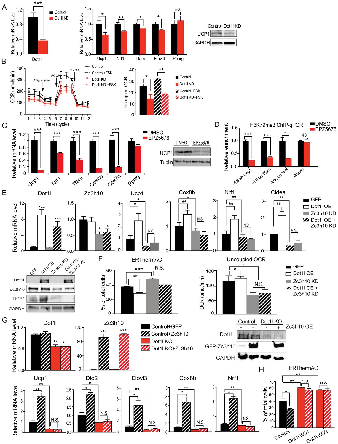 Dot1l interacts with Zc3h10 to activate Ucp1 and other thermogenic 