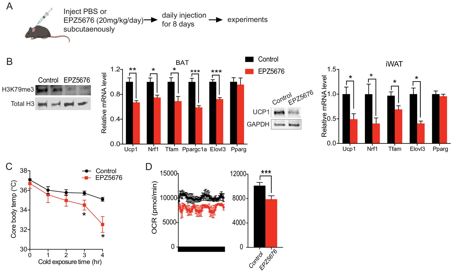 Figures And Data In Dot1l Interacts With Zc3h10 To Activate Ucp1 And