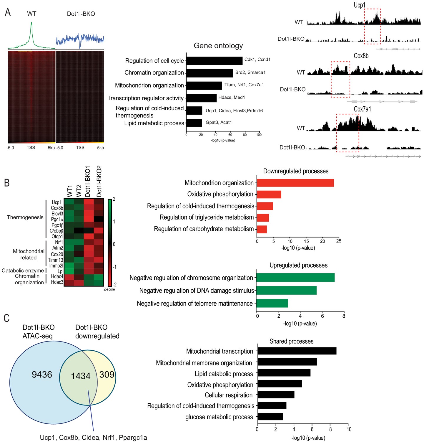 Dot1l interacts with Zc3h10 to activate Ucp1 and other thermogenic 