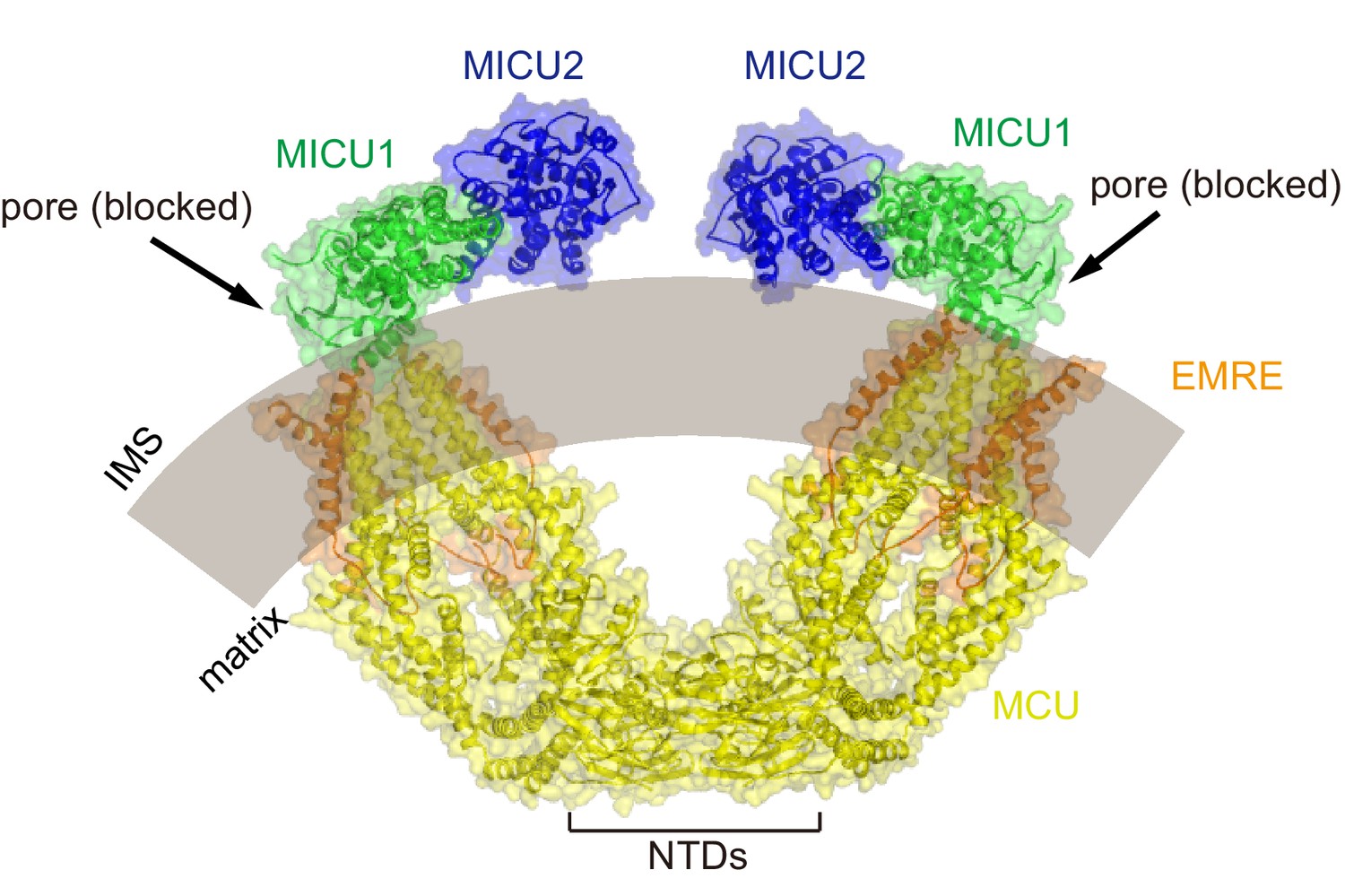 Structures reveal gatekeeping of the mitochondrial Ca2+ uniporter 