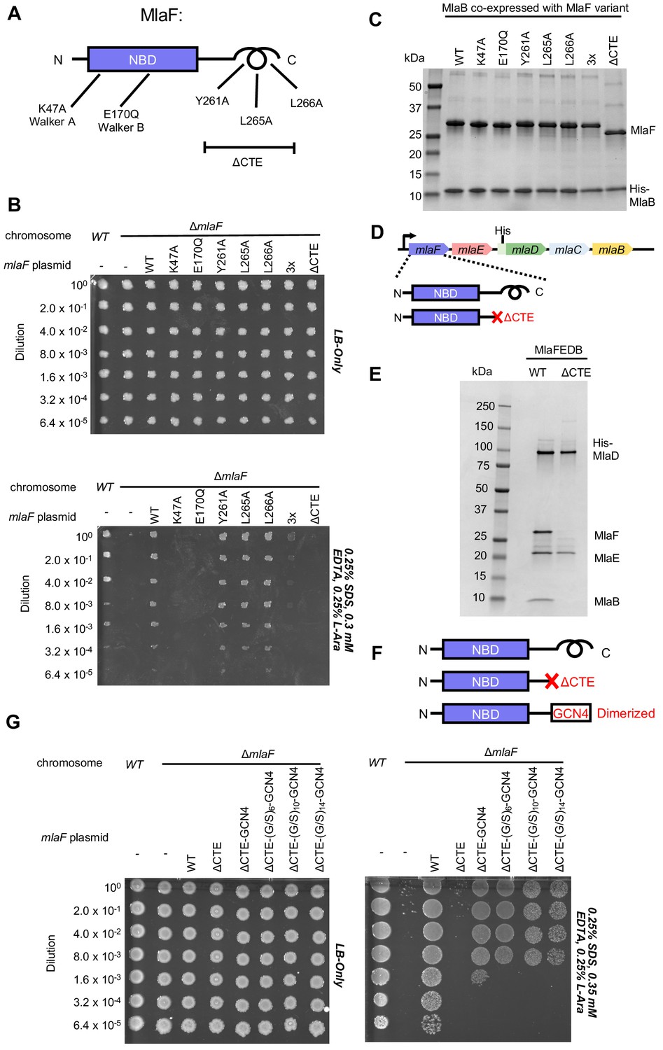 Figures And Data In Structure Of MlaFB Uncovers Novel Mechanisms Of ABC ...