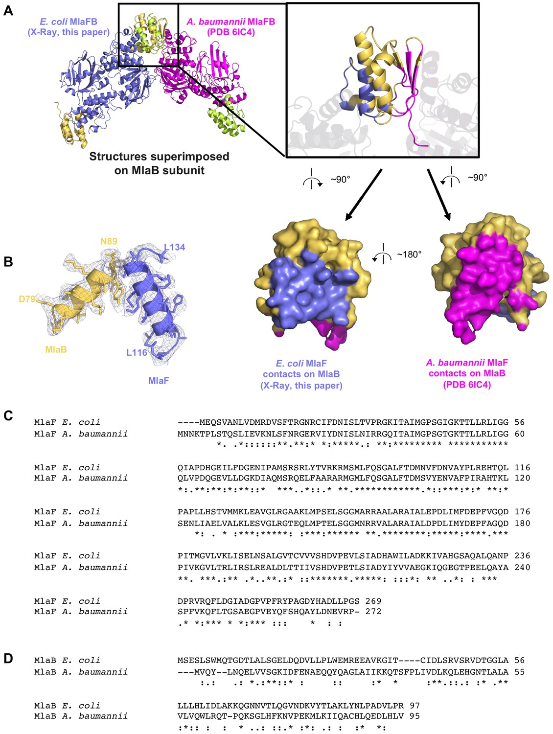 Figures And Data In Structure Of MlaFB Uncovers Novel Mechanisms Of ABC ...