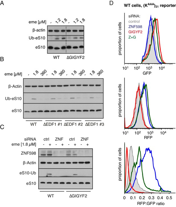 Figures and data in Ribosome collisions trigger cis-acting feedback ...