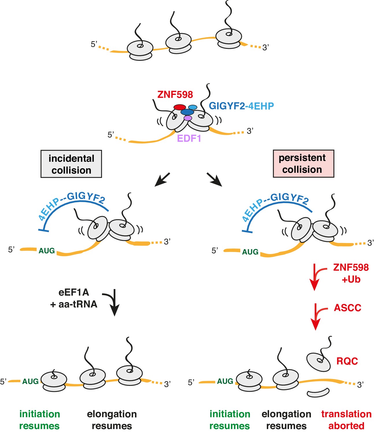 Ribosome collisions trigger cis-acting feedback inhibition of ...