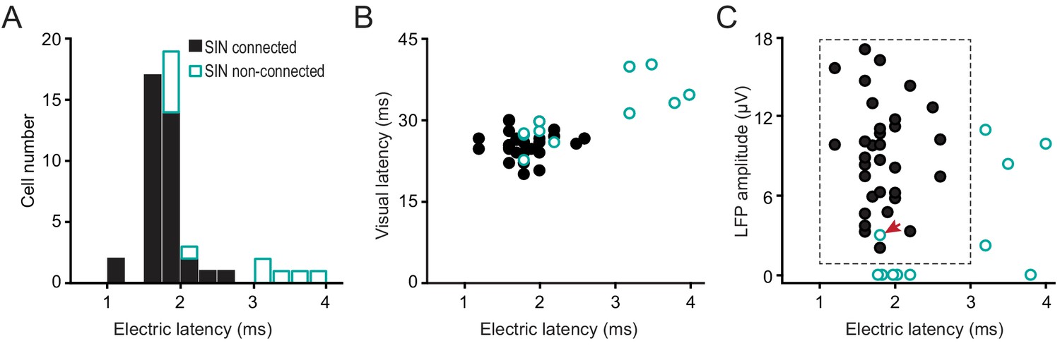 Three rules govern thalamocortical connectivity of fast-spike ...