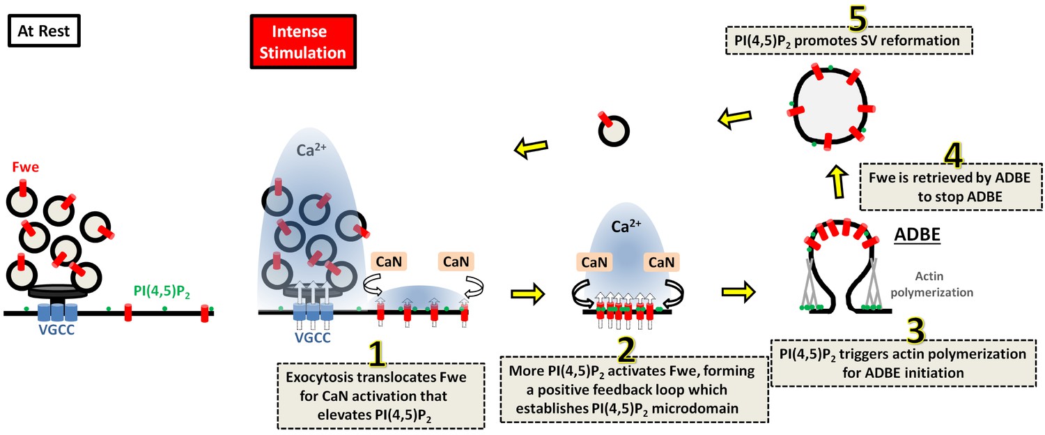 PI(4,5)P2 and Cholesterol: Synthesis, Regulation, and Functions