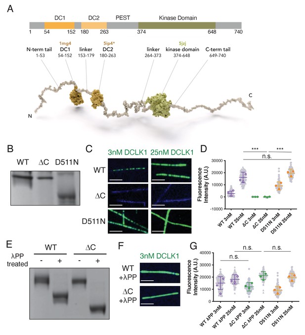 Autoregulatory Control Of Microtubule Binding In Doublecortin-like ...