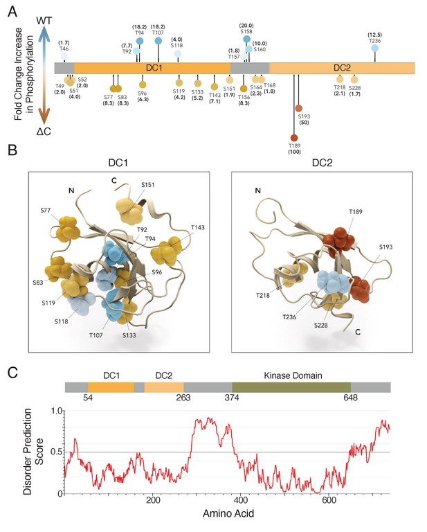 Autoregulatory Control Of Microtubule Binding In Doublecortin-like ...