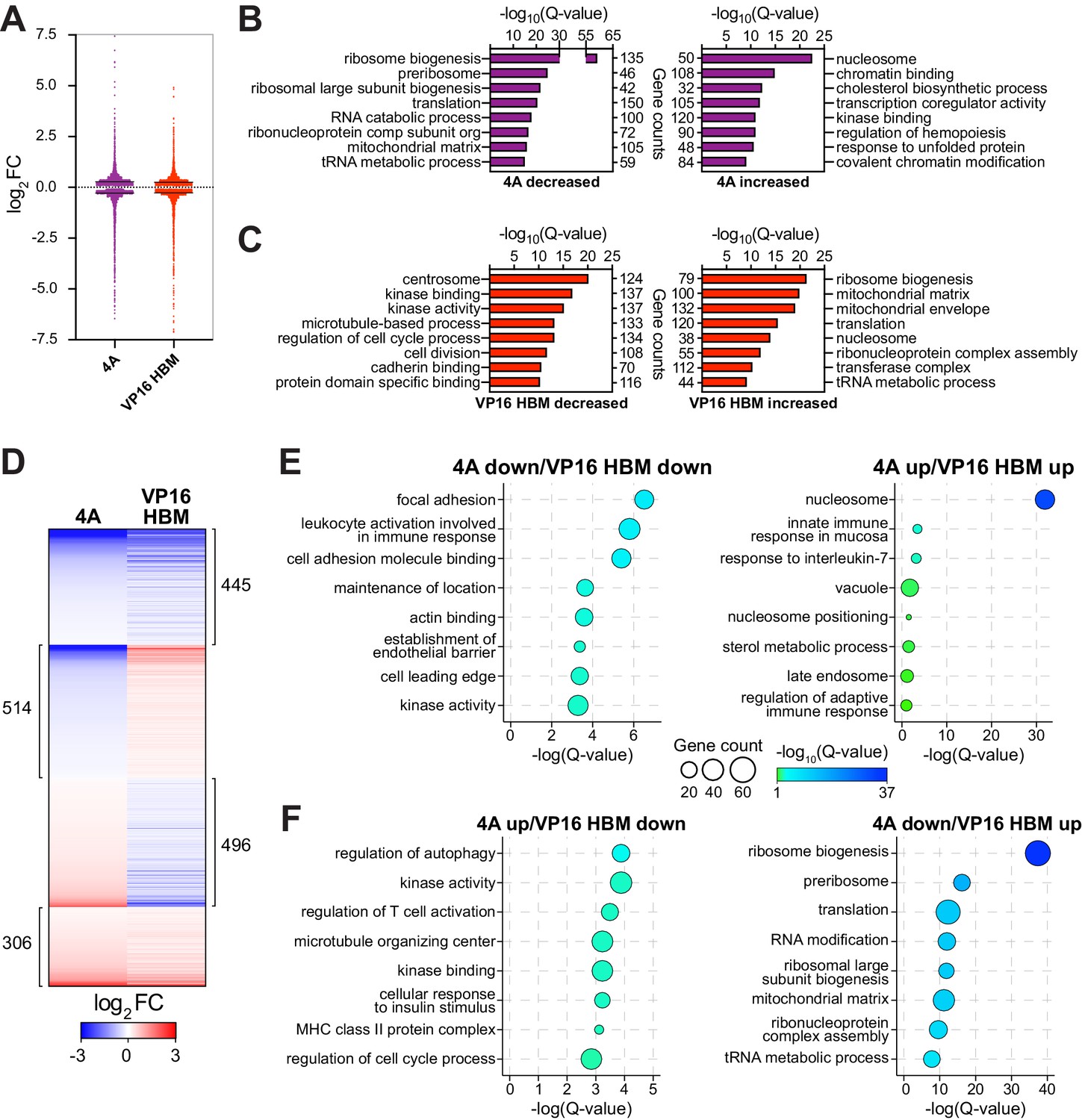 Myc Regulates Ribosome Biogenesis And Mitochondrial Gene Expression