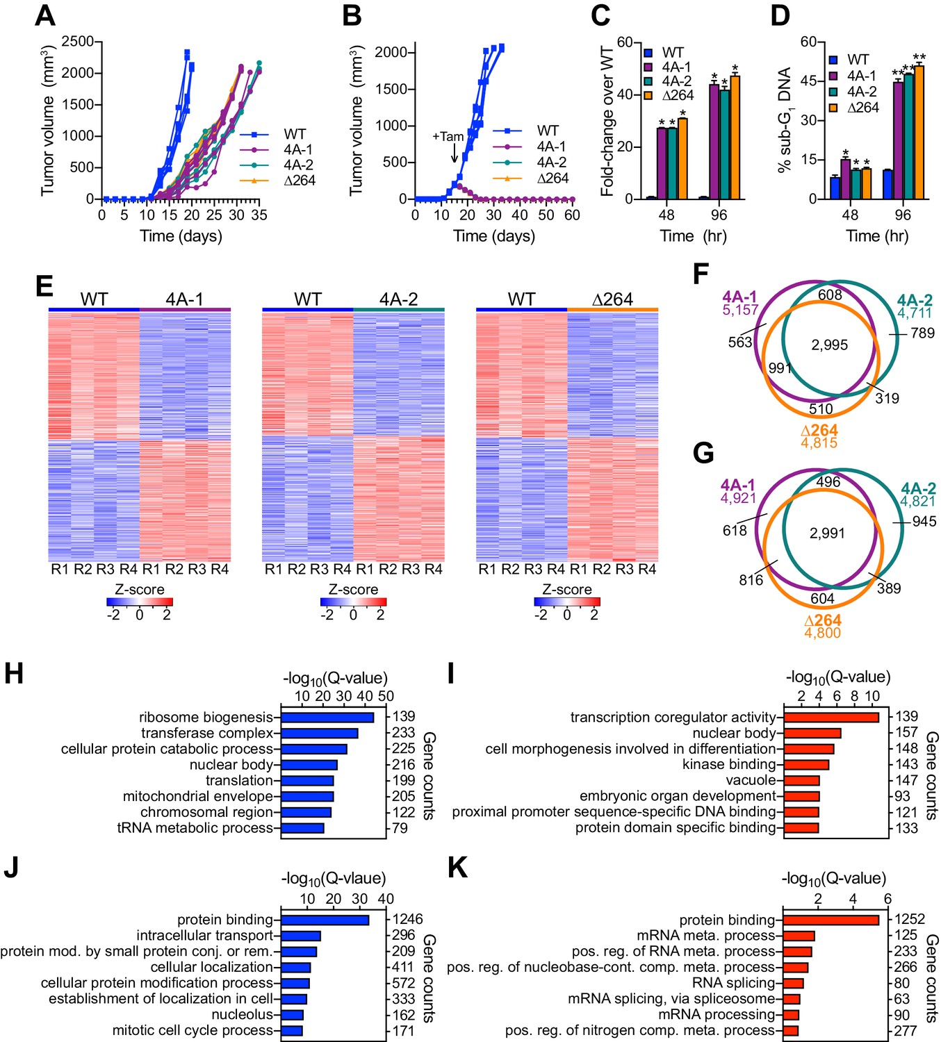 Figures And Data In Myc Regulates Ribosome Biogenesis And Mitochondrial