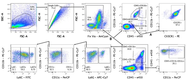 Figures and data in Analysis of the immune response to sciatic nerve ...