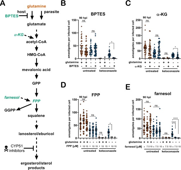 Figures and data in Glutamine metabolism modulates azole susceptibility ...