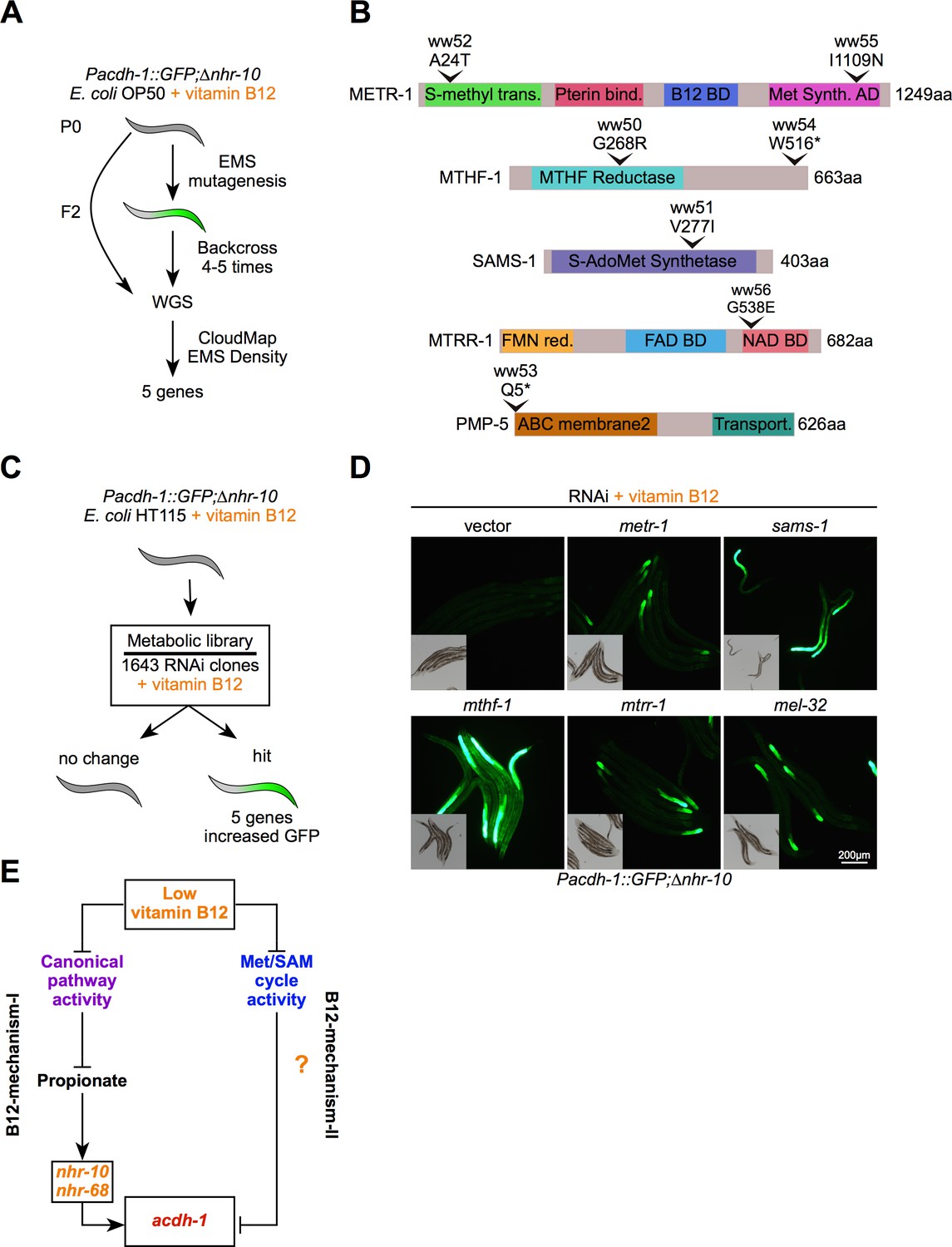 Caenorhabditis Elegans Methionine/S-adenosylmethionine Cycle Activity ...