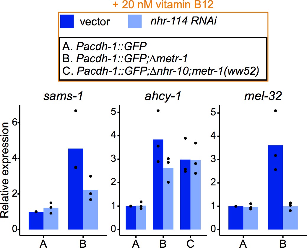 Figures And Data In Caenorhabditis Elegans Methionine/S ...