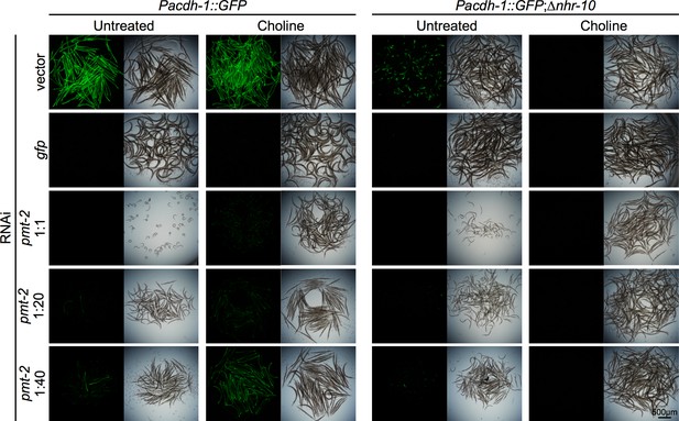 Figures And Data In Caenorhabditis Elegans Methionine/S ...