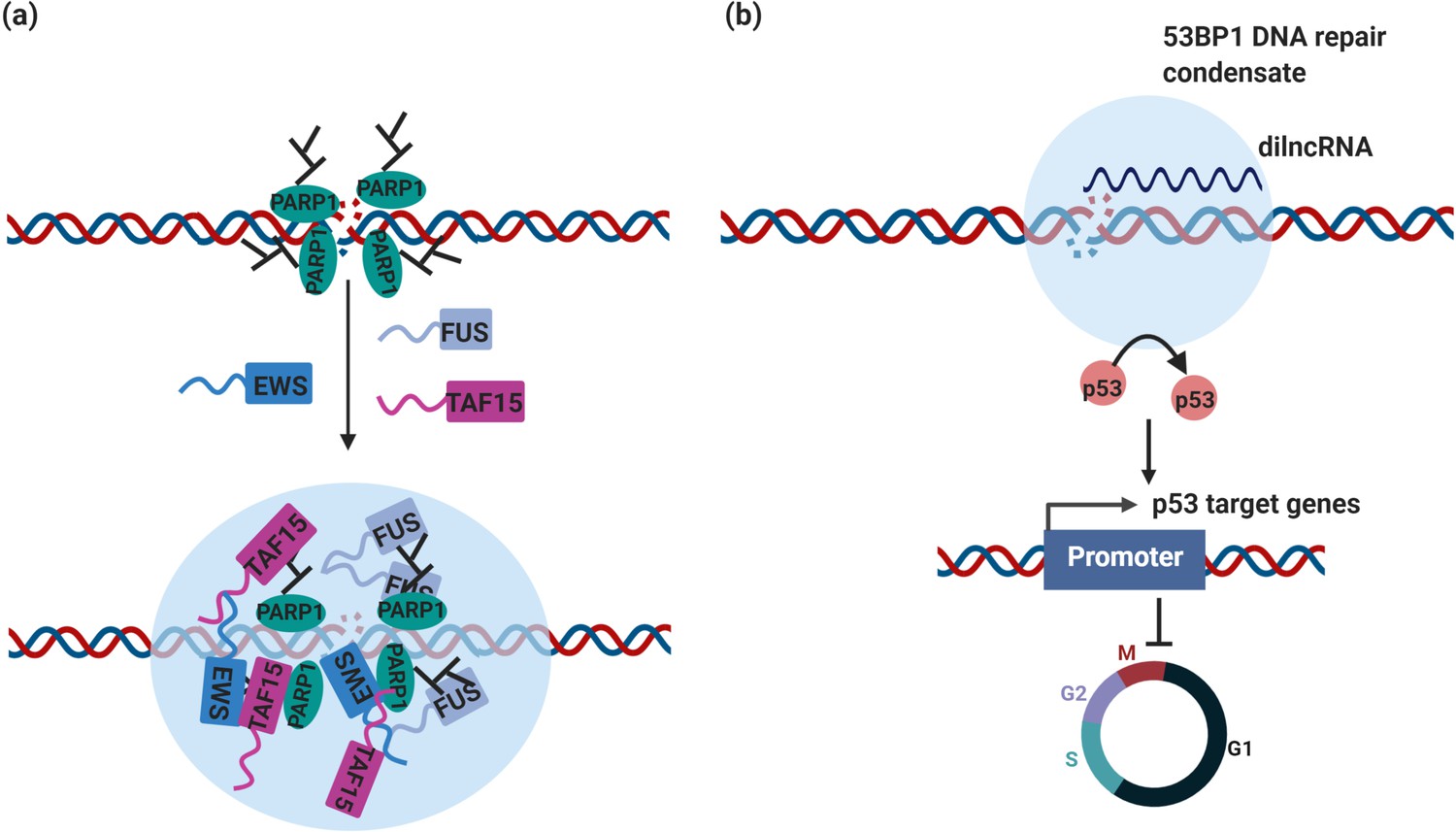 Liquid–liquid phase separation in tumor biology