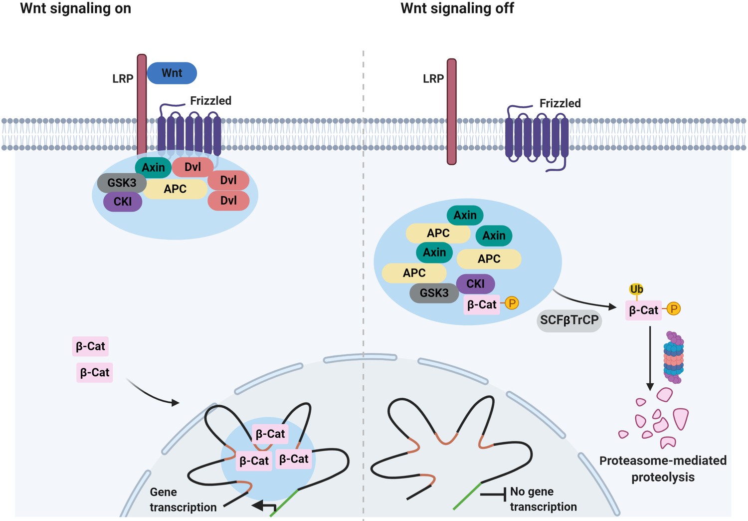 Protein phase separation and its role in tumorigenesis | eLife