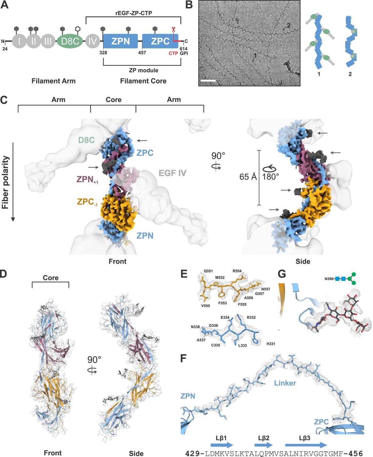 Figures And Data In The Cryo EM Structure Of The Human Uromodulin