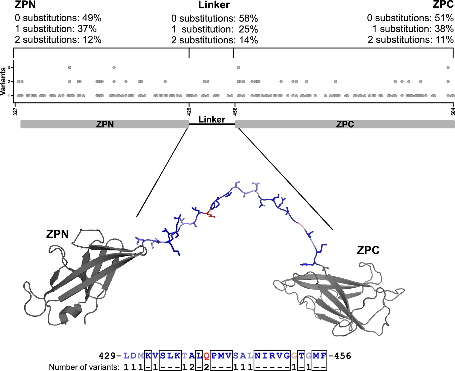 Figures And Data In The Cryo-EM Structure Of The Human Uromodulin ...